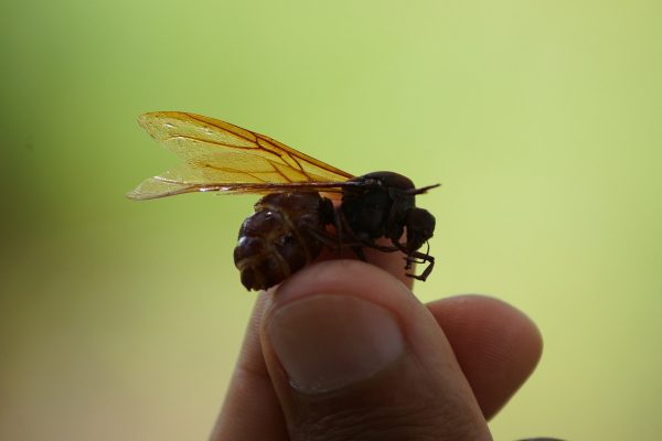 Barichara, Colombian Highlands Tours (2)