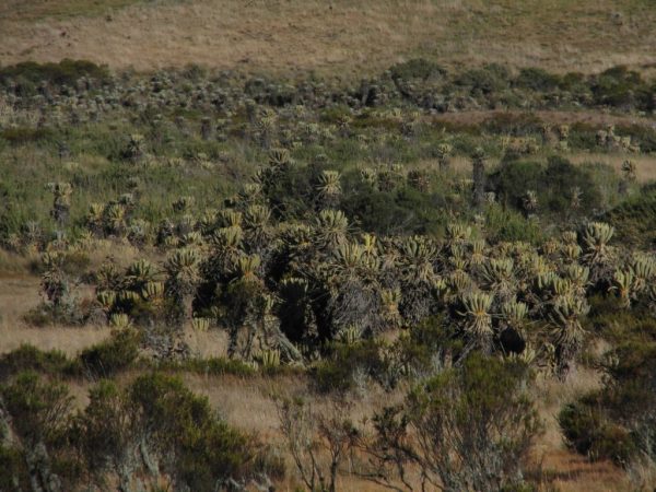 Frailejón, Paramo Ecosistem. Ecotours-with-Colombian-Highlands-4-1024×768