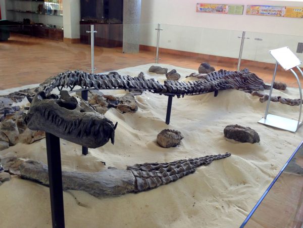 Fossil-and-Paleontologic-Institute-in-Villa-de-Leyva-2