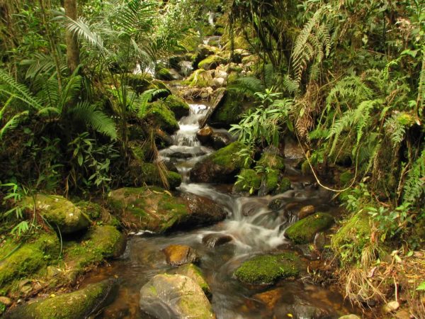 North-East-Andes-with-Colombian-Highlands-85