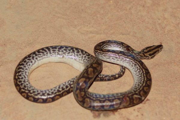 Plains-of-Colombia-with-Colombian-Highlands-1-1024×681