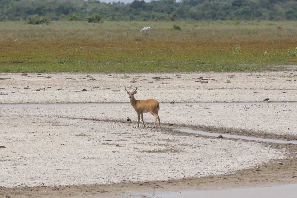 Savannah in Casanare. Plains-of-Colombia-with-Colombian-Highlands-12-1024×681