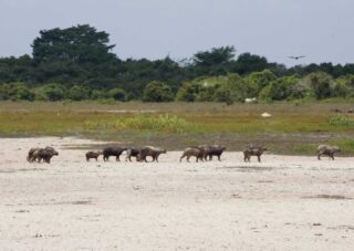 Expedition to discover the Casanare's Savannah