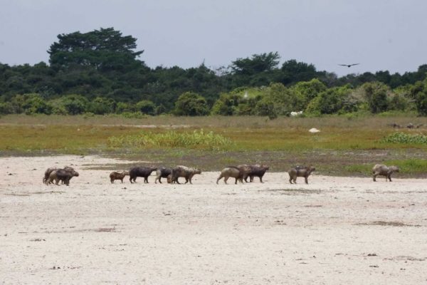 Chiguiro - Capivara on the Savannah of Casanare. Plains-of-Colombia-with-Colombian-Highlands-13-1024x683