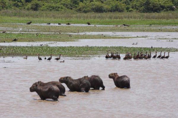 Hato La Aurora, Casanare. Plains-of-Colombia-with-Colombian-Highlands-15-1024×683