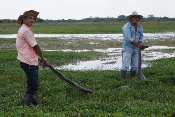 Anaconda, Casanare. Plains-of-Colombia-with-Colombian-Highlands-16-1024×683