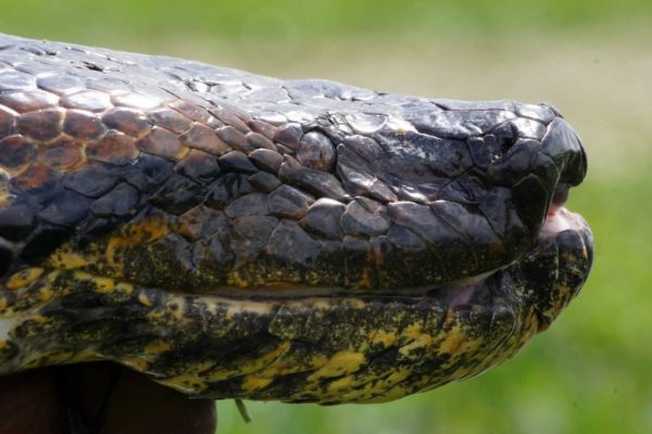 Anaconda, Sabanas del Casanare. Plains-of-Colombia-with-Colombian-Highlands-17-1024×683
