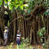 Curtain Fig Tree, Paz de Ariporo, Casanare. Plains-of-Colombia-with-Colombian-Highlands-24-1024×683