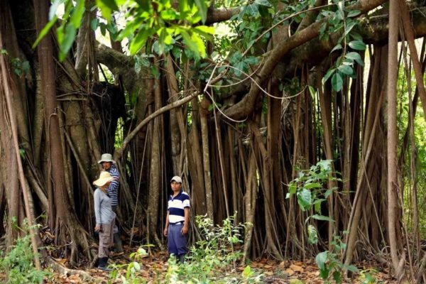Curtain Fig Tree, Paz de Ariporo, Casanare. Plains-of-Colombia-with-Colombian-Highlands-24-1024×683