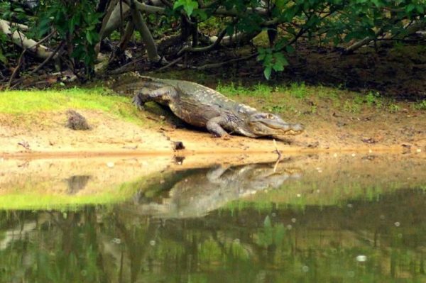 Caño near Tomo River, Vichada. Plains-of-Colombia-with-Colombian-Highlands-37-1024×681