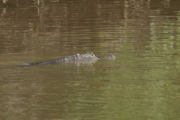 La Hermosa, Casanare. Plains-of-Colombia-with-Colombian-Highlands-39-1024×681