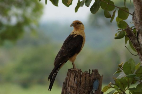 Plains-of-Colombia-with-Colombian-Highlands-6-1024×681