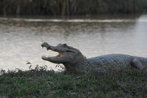Sabanas del Casanare. Plains-of-Colombia-with-Colombian-Highlands-7-1024×683