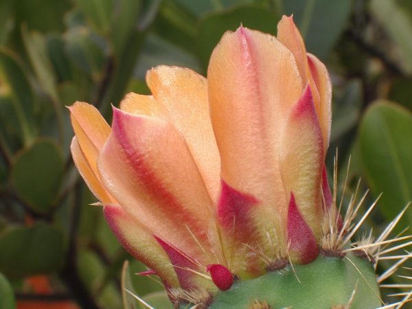 Pozos Azules, Villa de Leyva (9) Pozos Azules, Villa de Leyva (9)