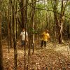 Walking tour through jungle areas in Caño Bocón, Guainia Colombia