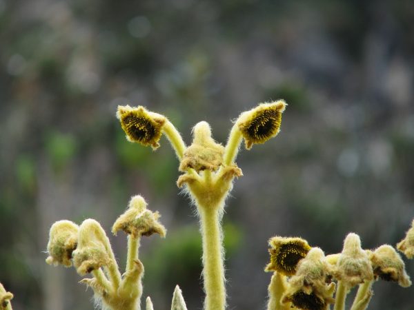Tour Iguaque Flora and Fauna Santuary, Villa de Leyva (18)